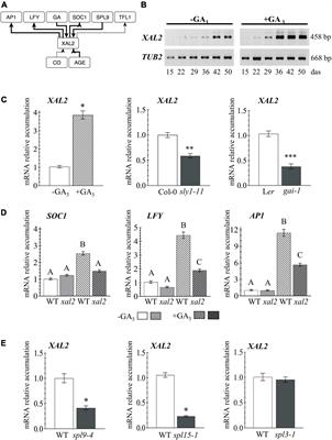 The flowering transition pathways converge into a complex gene regulatory network that underlies the phase changes of the shoot apical meristem in Arabidopsis thaliana